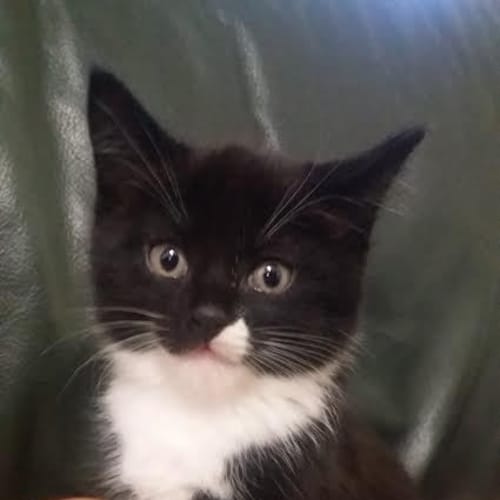 Oreo