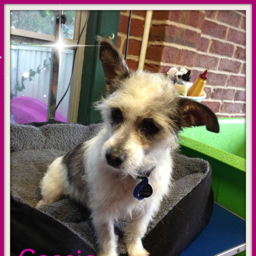 Cassie ~ Wire Hair Jack Russell (on trial 25/8/15)