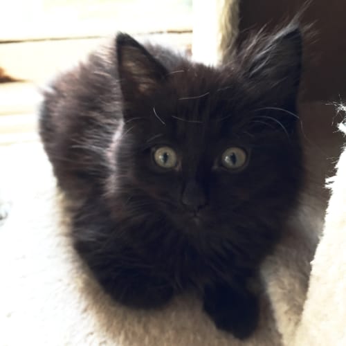 Penelope
