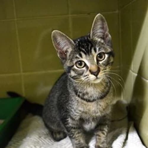 Macy the Tabby Cat