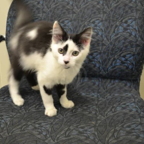 No photo for Whiskers The Friendly Kitten