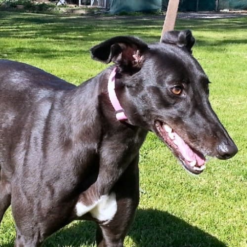Molly is reserved for her new home