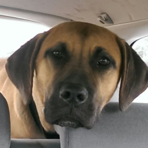 Koda