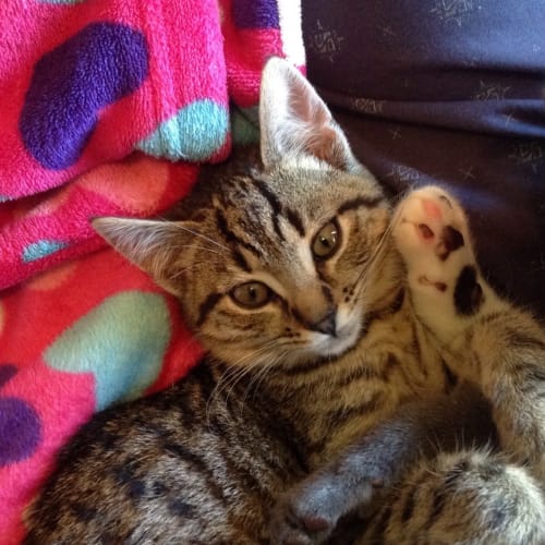 Kit