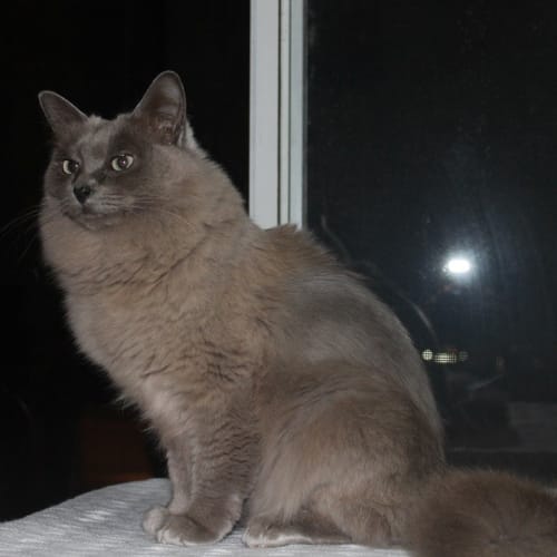 Celia