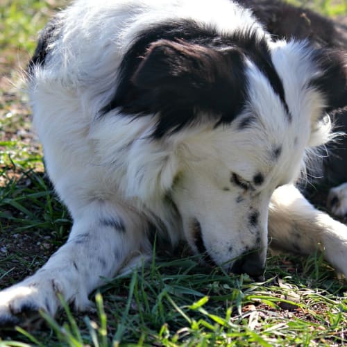 Clyde - Border Collie (trial 12/9/15)
