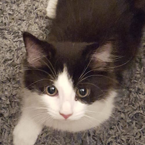 Domino