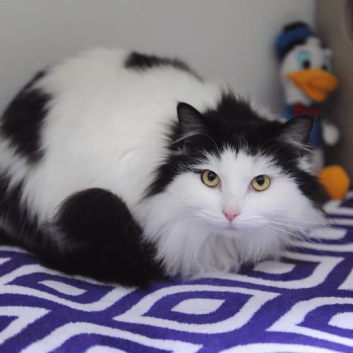 Suki