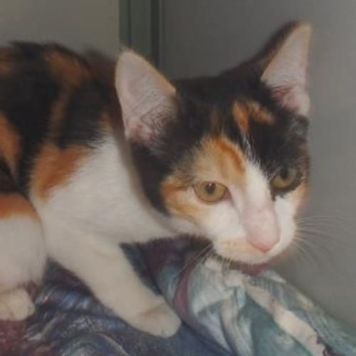 Sookie