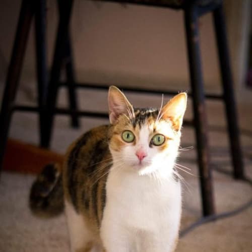 Tilly