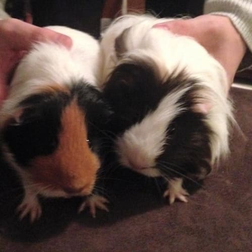 Hugh and Annabelle
