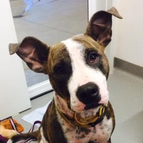 Stella