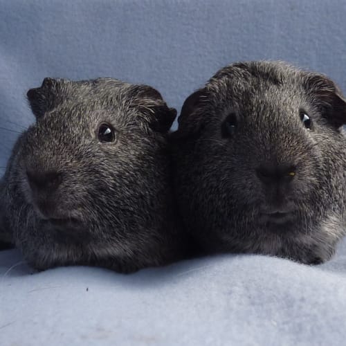 Mr Slate and Mudlow