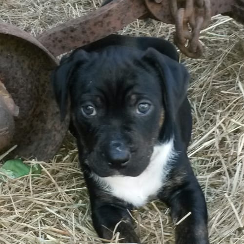 Elvis