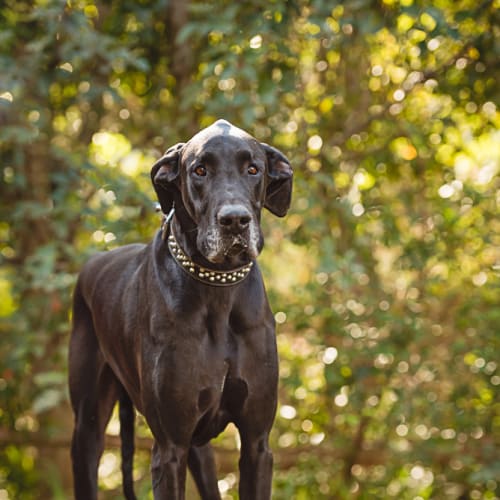 Cooper * Adoption Pending *