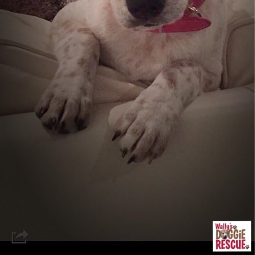 Ritchie (Obedience training/Agility/Flyball)