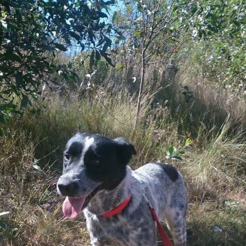 Drover (adoption pending)