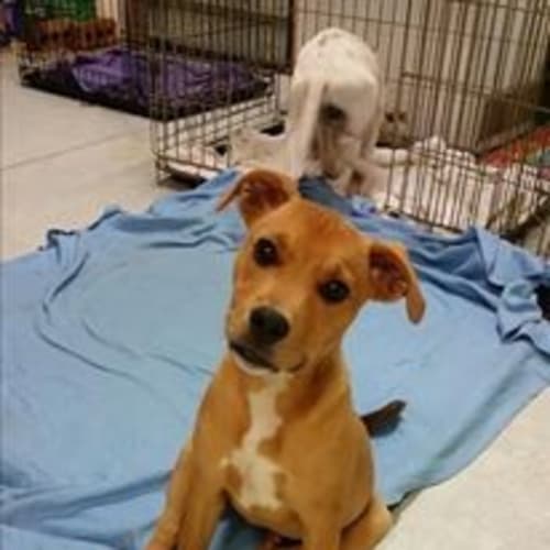 Sheriff (at Rspca Big Adopt day Sept 19 Brisbane)