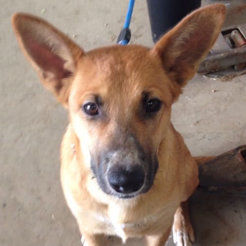 Koda (at Rspca Big Adopt Day Sept 19 Brisbane)