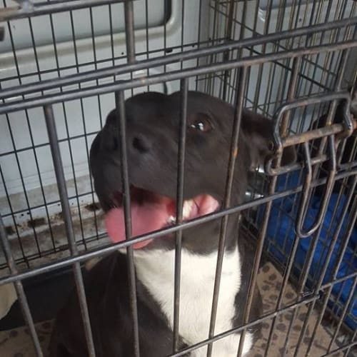 Boots (adoption pending)