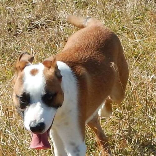 Gizmo (adoption pending)