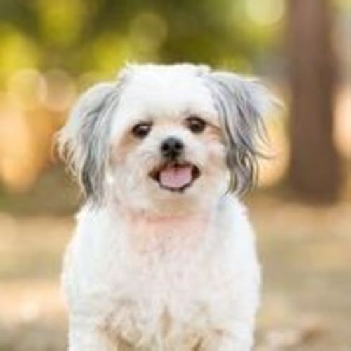Maisy