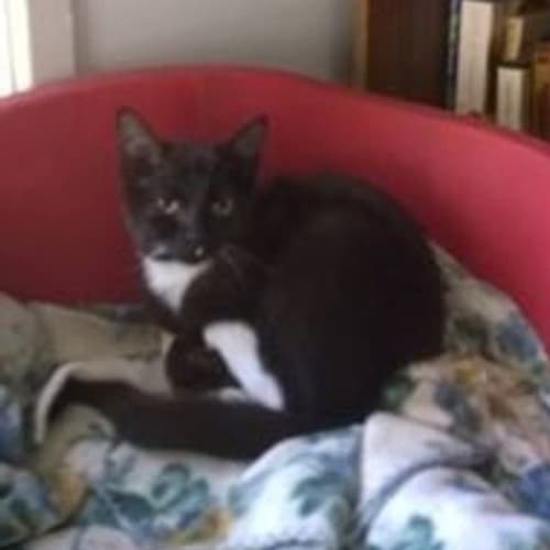 Tiffany @ The Pet House, Tuggerah