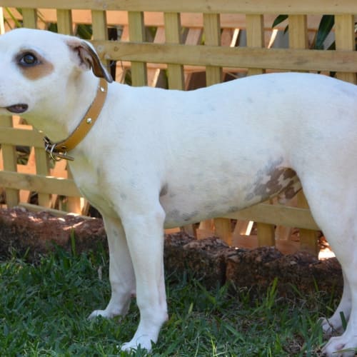 Archie (Bed42638) *Adopted*
