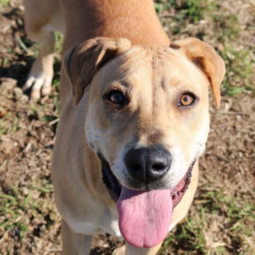 Honey (at Rspca Big Adopt day Sept 19 Brisbane)