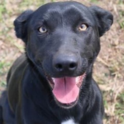 Jade (adoption pending)