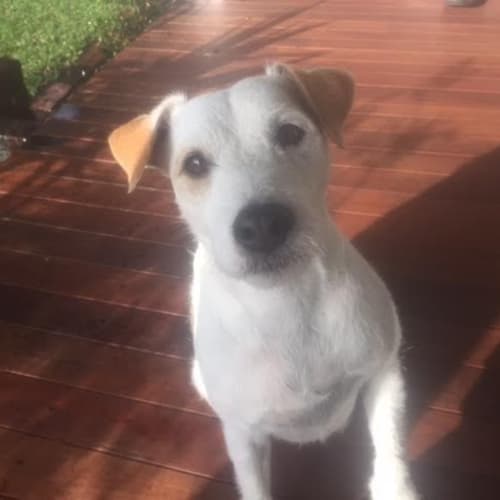 Daisy DL1130