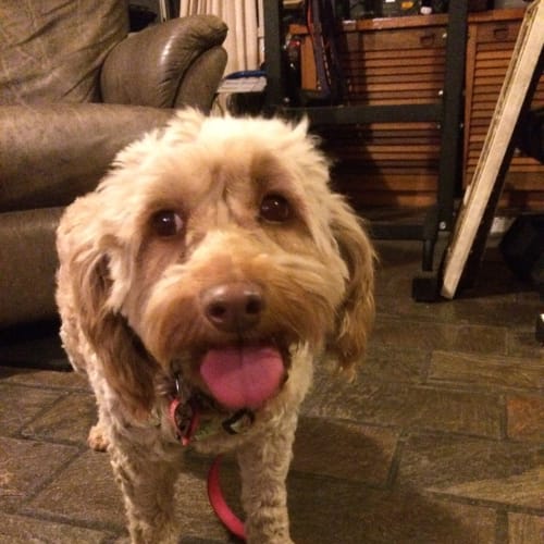 Meg (Dog/Cat Friendly)