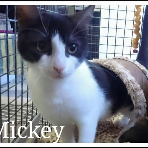 Mickey @  The Pet House, Erina