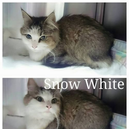 Snow White