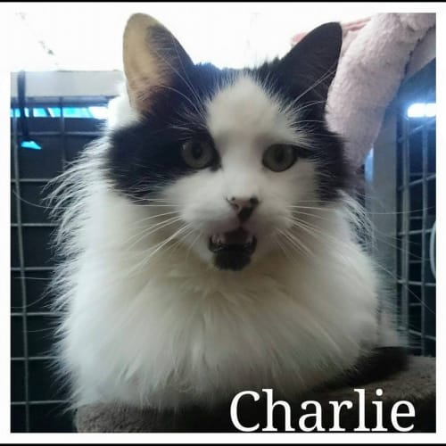 Charley @ The Pet House Tuggerah