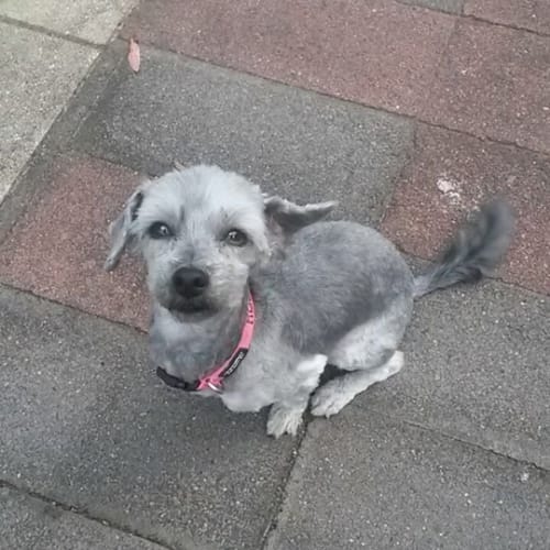 Rosie