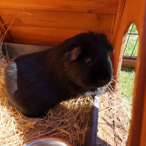 Maisey