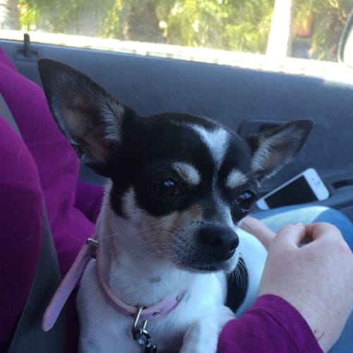 Phoebe