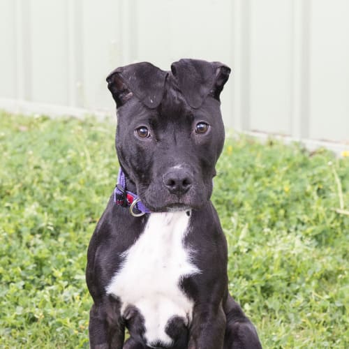 Opie