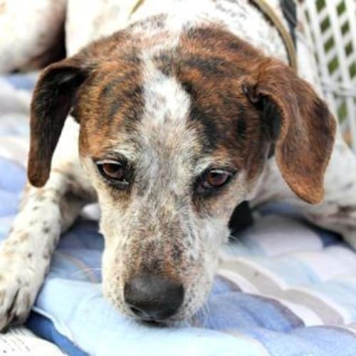 Ruby ~ Senior Mixed breed (on trial 30/8/15)