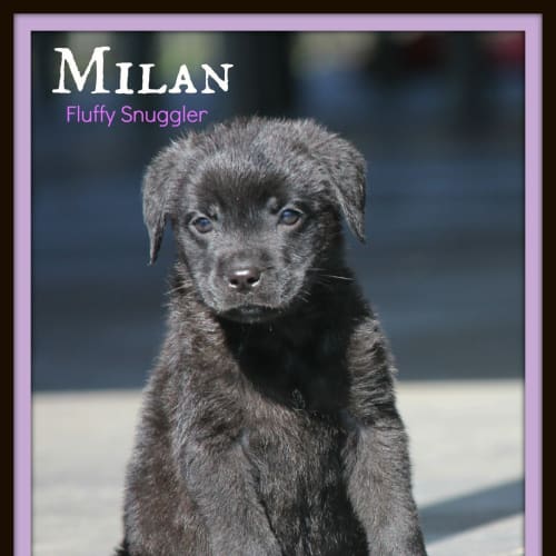 Milan ~ Mixed Breed Puppy (trial 12/9/15)