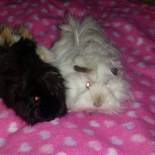 Lulu and Fluffy