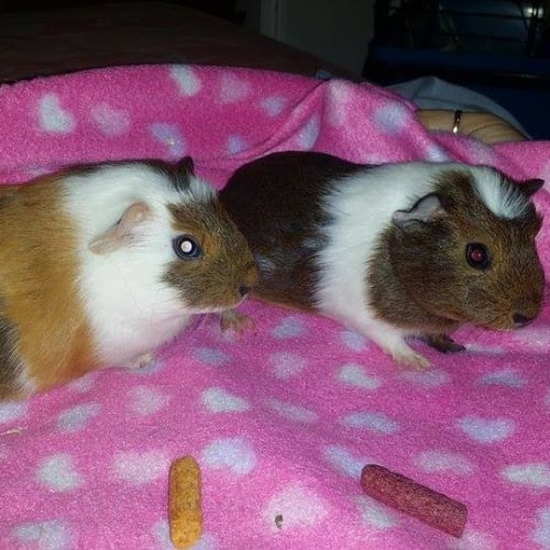 Bell and Boo
