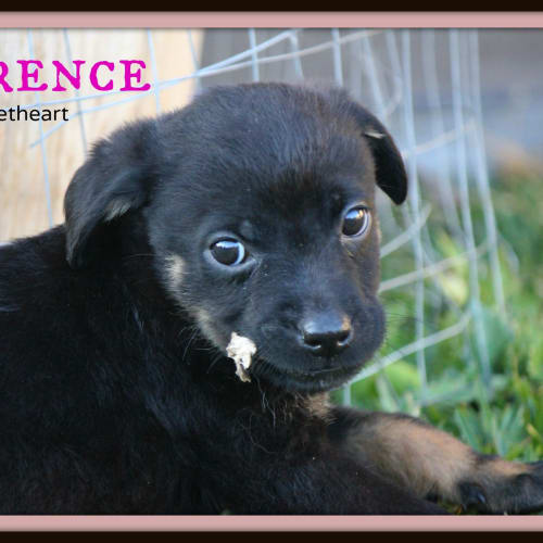 Florence ~ Mixed Breed Puppy (trial 12/9/15)