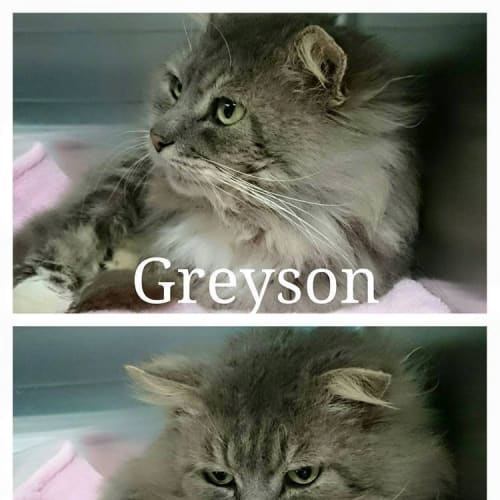 Greyson @ The Pet House Tuggerah