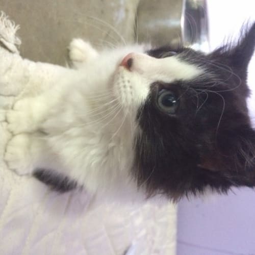 Isobelle