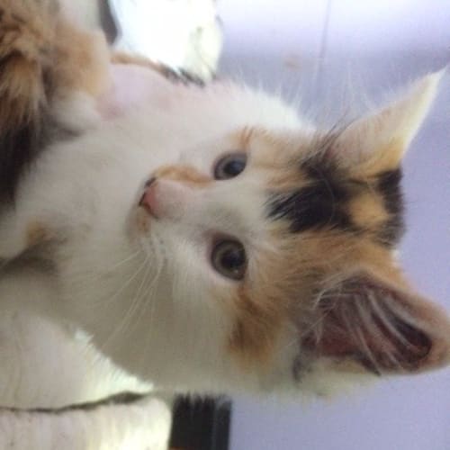 Meowonce