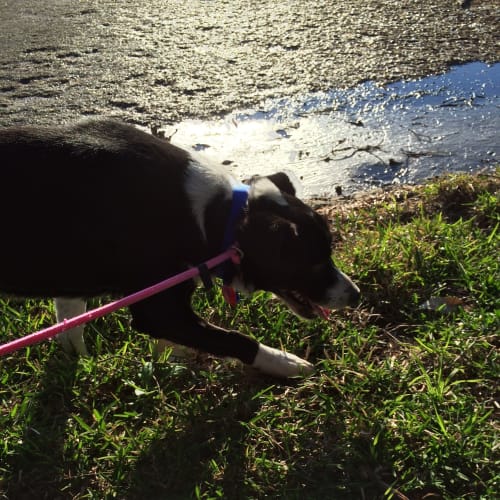 Jack (Dog/Child/Cat Friendly)