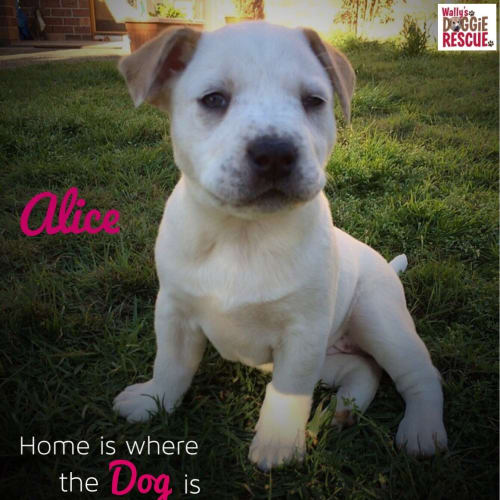 Alice (Dog/Child/Cat Friendly)