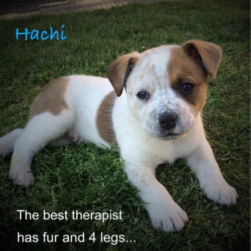 Hachi (Dog/Cat/Child Friendly)